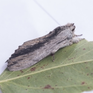 Destolmia lineata at Higgins, ACT - 7 Jan 2021 12:21 PM