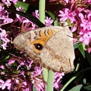 Junonia villida at Cook, ACT - 13 Jan 2021