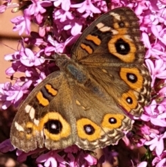 Junonia villida at Cook, ACT - 13 Jan 2021