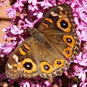 Junonia villida at Cook, ACT - 13 Jan 2021