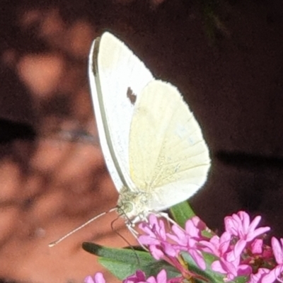 Pieris rapae (Cabbage White) at Cook, ACT - 13 Jan 2021 by drakes