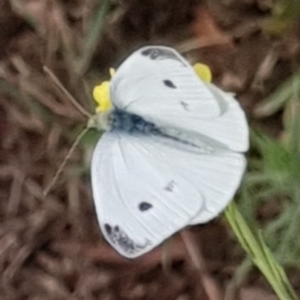 Pieris rapae at Cook, ACT - 4 Jan 2021