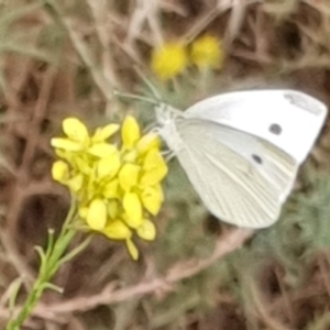 Pieris rapae at Cook, ACT - 4 Jan 2021 08:51 AM