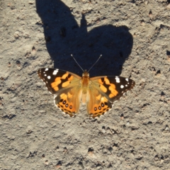 Vanessa kershawi (Australian Painted Lady) at Mount Taylor - 14 Jan 2021 by MatthewFrawley