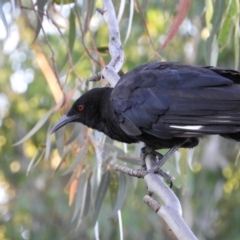 Corcorax melanorhamphos (White-winged Chough) at Mount Taylor - 14 Jan 2021 by MatthewFrawley