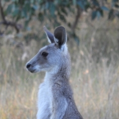 Macropus giganteus (Eastern Grey Kangaroo) at Kambah, ACT - 14 Jan 2021 by MatthewFrawley