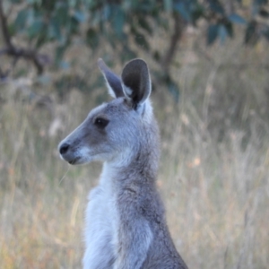 Macropus giganteus at Kambah, ACT - 14 Jan 2021 07:42 PM