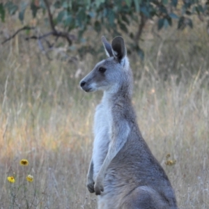 Macropus giganteus at Kambah, ACT - 14 Jan 2021 07:42 PM