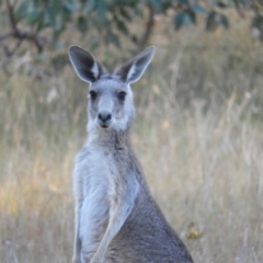 Macropus giganteus at Kambah, ACT - 14 Jan 2021 07:42 PM