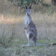 Macropus giganteus at Kambah, ACT - 14 Jan 2021