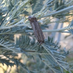 Clania (genus) (A case moth) at Mount Taylor - 14 Jan 2021 by MatthewFrawley