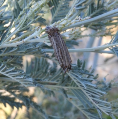 Clania (genus) (A case moth) at Kambah, ACT - 14 Jan 2021 by MatthewFrawley