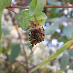 Pseudoperga sp. (genus) (Sawfly, Spitfire) at Mount Taylor - 14 Jan 2021 by MatthewFrawley