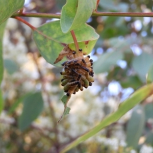 Pseudoperga sp. (genus) at Kambah, ACT - 14 Jan 2021