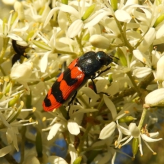 Castiarina crenata (Jewel beetle) at Mount Taylor - 14 Jan 2021 by MatthewFrawley