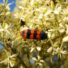 Castiarina crenata at Kambah, ACT - 14 Jan 2021