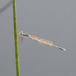 Austrolestes leda at Chifley, ACT - 14 Jan 2021