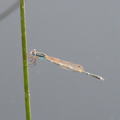 Austrolestes leda (Wandering Ringtail) at Mount Taylor - 14 Jan 2021 by MatthewFrawley