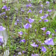 Utricularia dichotoma (Fairy Aprons, Purple Bladderwort) at Mount Taylor - 14 Jan 2021 by MatthewFrawley