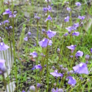 Utricularia dichotoma at Chifley, ACT - 14 Jan 2021 08:00 PM