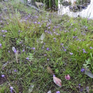 Utricularia dichotoma at Chifley, ACT - 14 Jan 2021