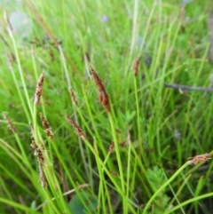 Eleocharis atricha (Tuber Spikerush) at Chifley, ACT - 14 Jan 2021 by MatthewFrawley