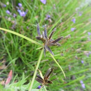 Cyperus sanguinolentus at Chifley, ACT - 14 Jan 2021