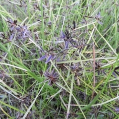 Cyperus sanguinolentus at Chifley, ACT - 14 Jan 2021