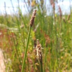 Eleocharis acuta (Common Spike-rush) at Jerrabomberra Grassland - 8 Nov 2020 by michaelb