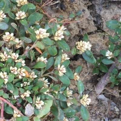 Alternanthera sp. A Flora of NSW (M. Gray 5187) J. Palmer at Molonglo Valley, ACT - 16 Jan 2021 by JaneR