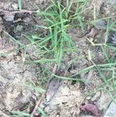 Paspalum distichum (Water Couch) at National Arboretum Forests - 16 Jan 2021 by JaneR