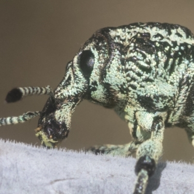 Chrysolopus spectabilis (Botany Bay Weevil) at Holt, ACT - 12 Jan 2021 by AlisonMilton