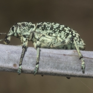 Chrysolopus spectabilis at Holt, ACT - 12 Jan 2021