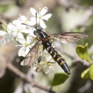 Miltinus sp. (genus) at Hawker, ACT - 12 Jan 2021