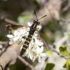 Miltinus sp. (genus) at Hawker, ACT - 12 Jan 2021