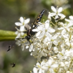 Miltinus sp. (genus) at Hawker, ACT - 12 Jan 2021