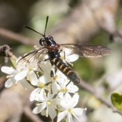 Miltinus sp. (genus) at Hawker, ACT - 12 Jan 2021