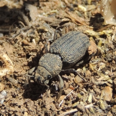 Cubicorhynchus sp. (genus) (Ground weevil) at Hume, ACT - 8 Nov 2020 by michaelb