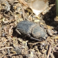 Cubicorhynchus sp. (genus) at Hume, ACT - 8 Nov 2020