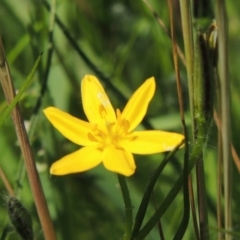 Hypoxis hygrometrica (Golden Weather-grass) at Hume, ACT - 8 Nov 2020 by MichaelBedingfield