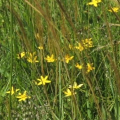 Hypoxis hygrometrica at Hume, ACT - 8 Nov 2020 03:19 PM