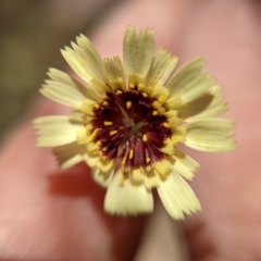 Tolpis barbata (Yellow Hawkweed) at Currawang, NSW - 16 Jan 2021 by camcols