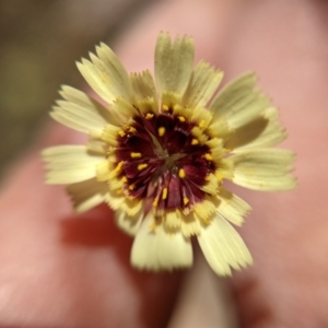 Tolpis barbata at Currawang, NSW - 17 Jan 2021