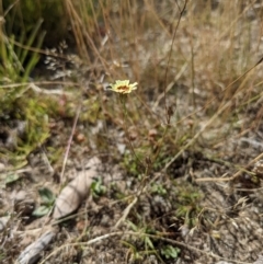 Tolpis barbata at Currawang, NSW - suppressed