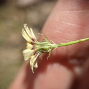 Tolpis barbata at Currawang, NSW - 17 Jan 2021