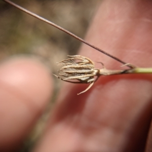 Tolpis barbata at Currawang, NSW - suppressed