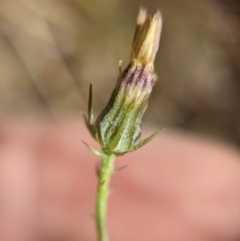 Tolpis barbata at Currawang, NSW - suppressed