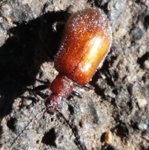 Ecnolagria grandis at Yarralumla, ACT - 17 Jan 2021