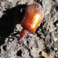 Ecnolagria grandis (Honeybrown beetle) at Yarralumla, ACT - 16 Jan 2021 by tpreston