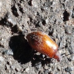 Ecnolagria grandis at Yarralumla, ACT - 17 Jan 2021